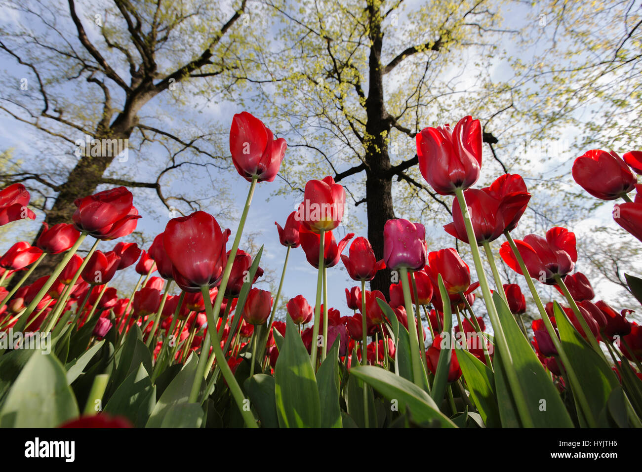 Pralormo castle,flourishing tulips in April for the event 'Messer Tulipano',Piedmont,Italy,Europe Stock Photo