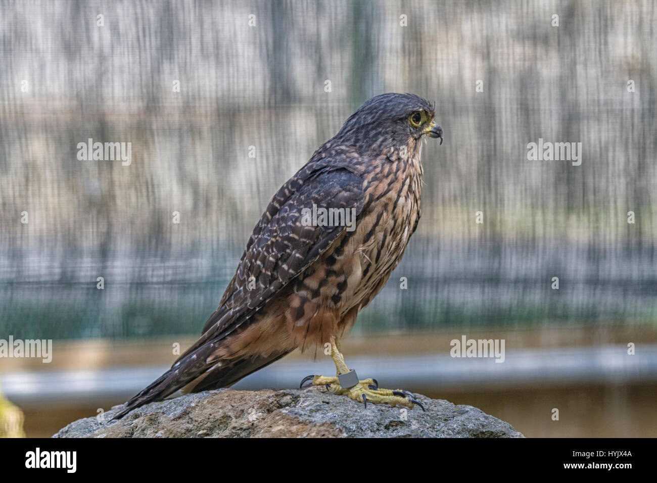 New Zealand Falcon This Falcon Has Shorter Wings Than Many