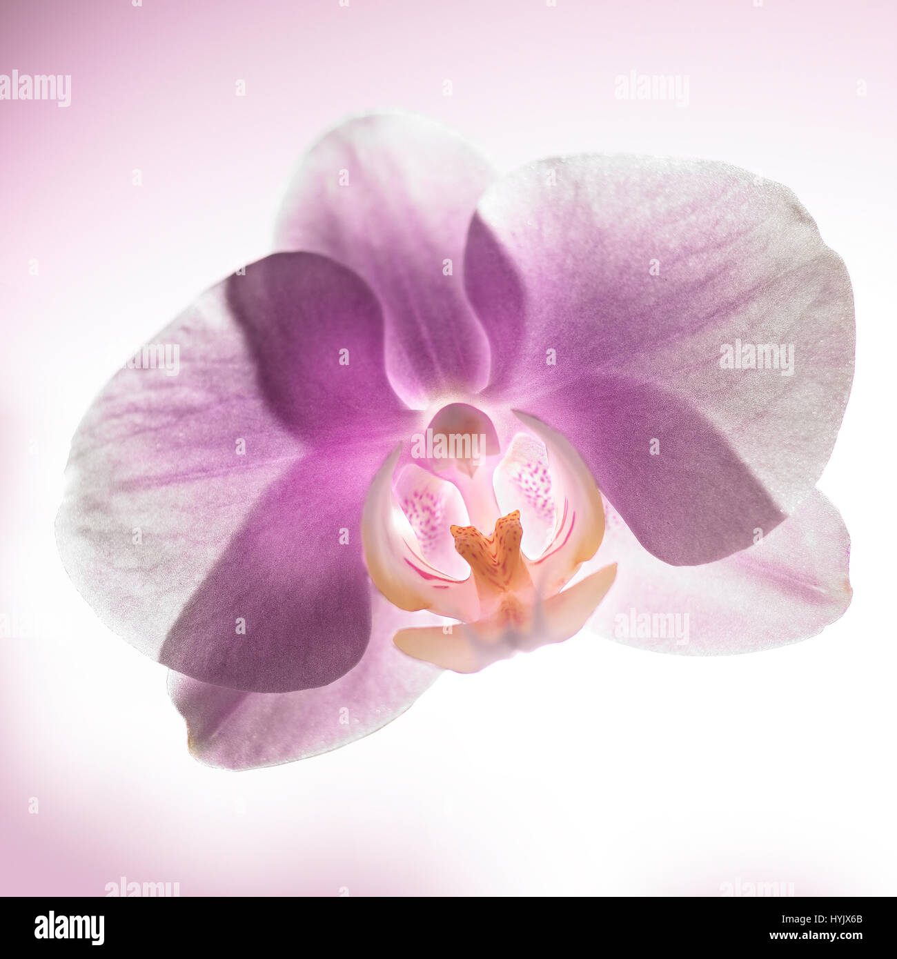 Flower Orchid Stock Photo