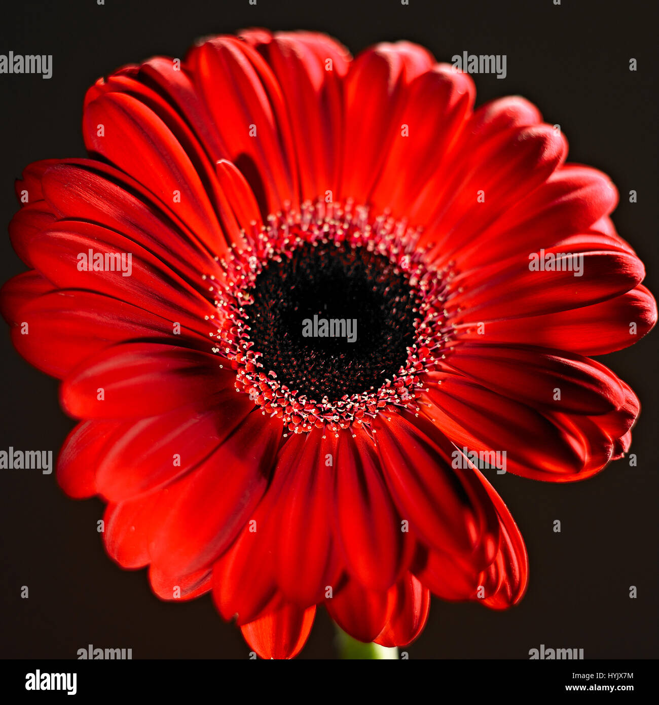 Delicate plant structures hi-res stock photography and images - Alamy