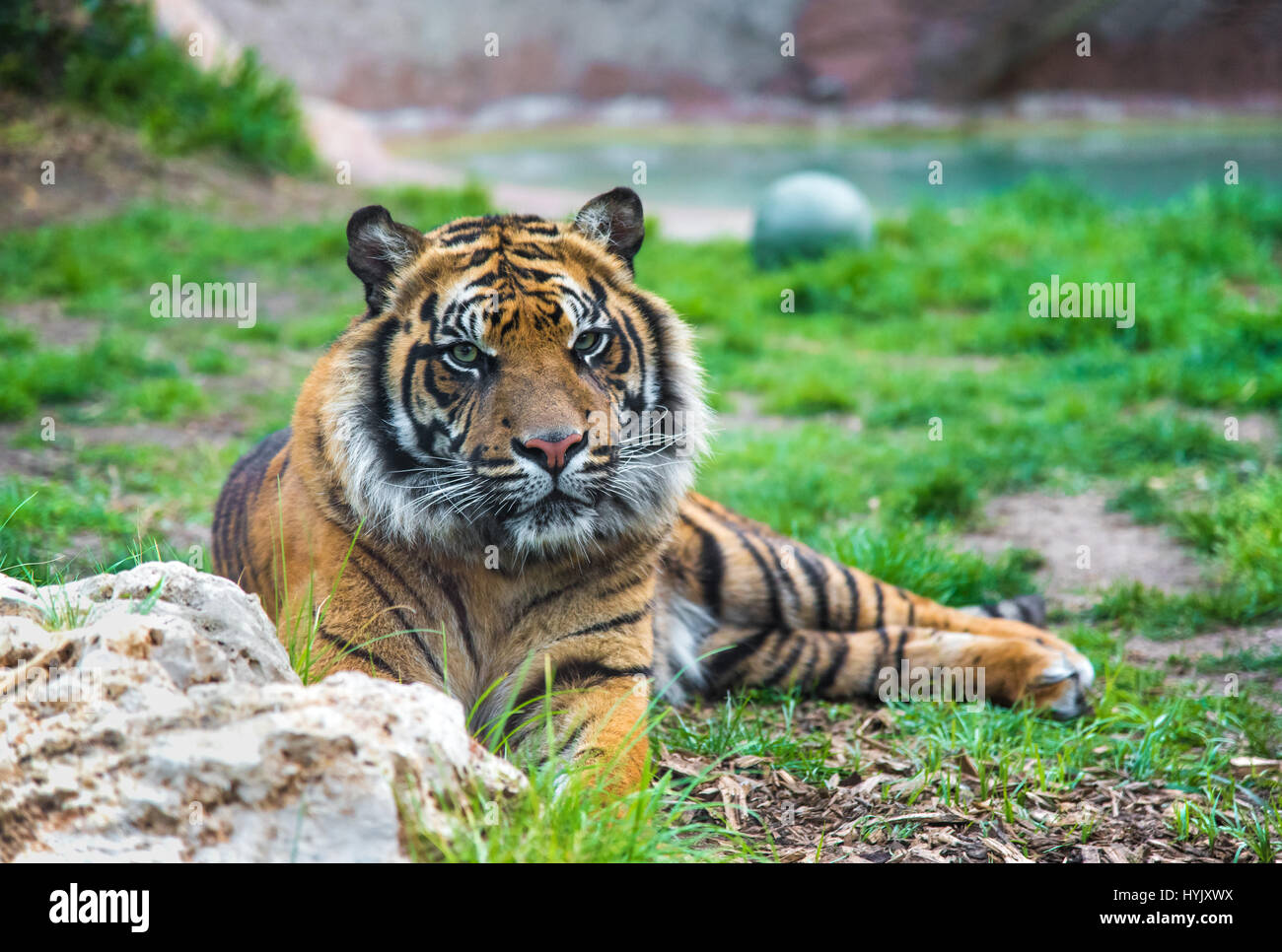 Local Rome Animals Elephant rome zoo hi-res stock photography and images - Alamy