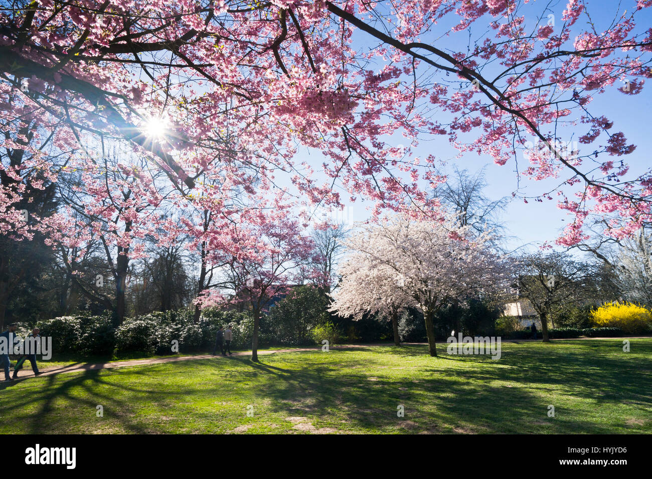 cherry blossom in a public park garden in  Moenchengladbach Stock Photo