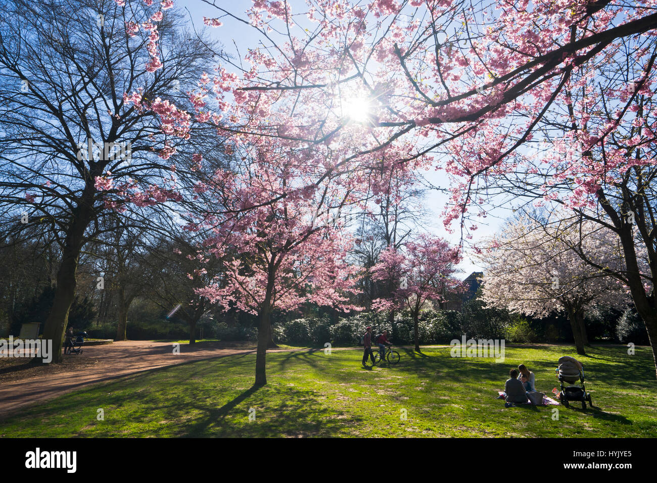 cherry blossom in a public park garden in  Moenchengladbach Stock Photo