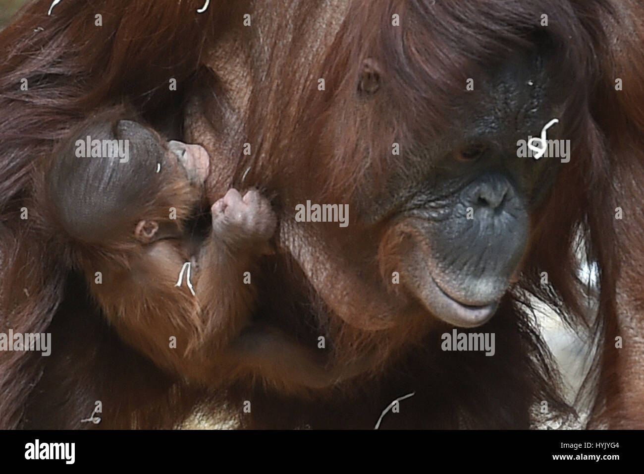 Critically-endangered Bornean orangutan Maliku with her week old baby at Twycross Zoo in Leicestershire. Stock Photo