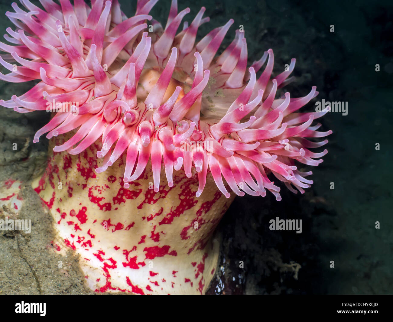 Painted Anemone photographed at 80' deep off Vancouver Island. Stock Photo