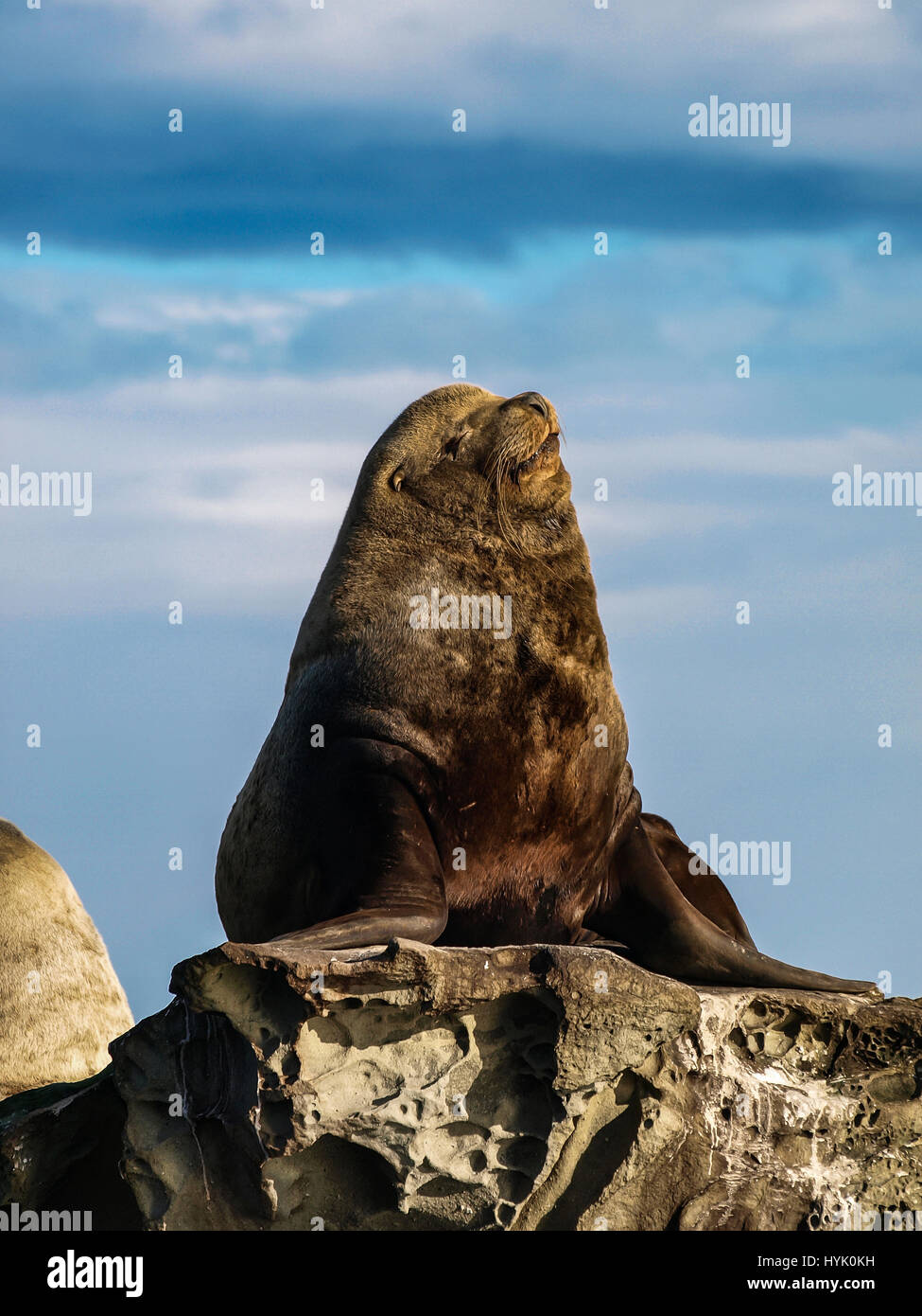 A dominant male Steller Sea Lion having a nap. Stock Photo