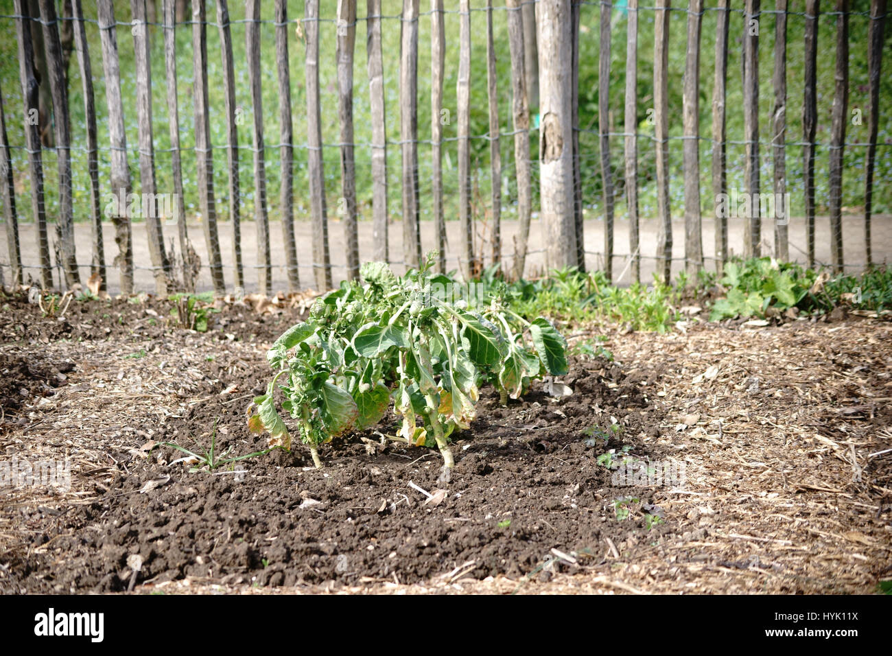 A fenced vegetable garden with vegetable patches and perennial sprouts