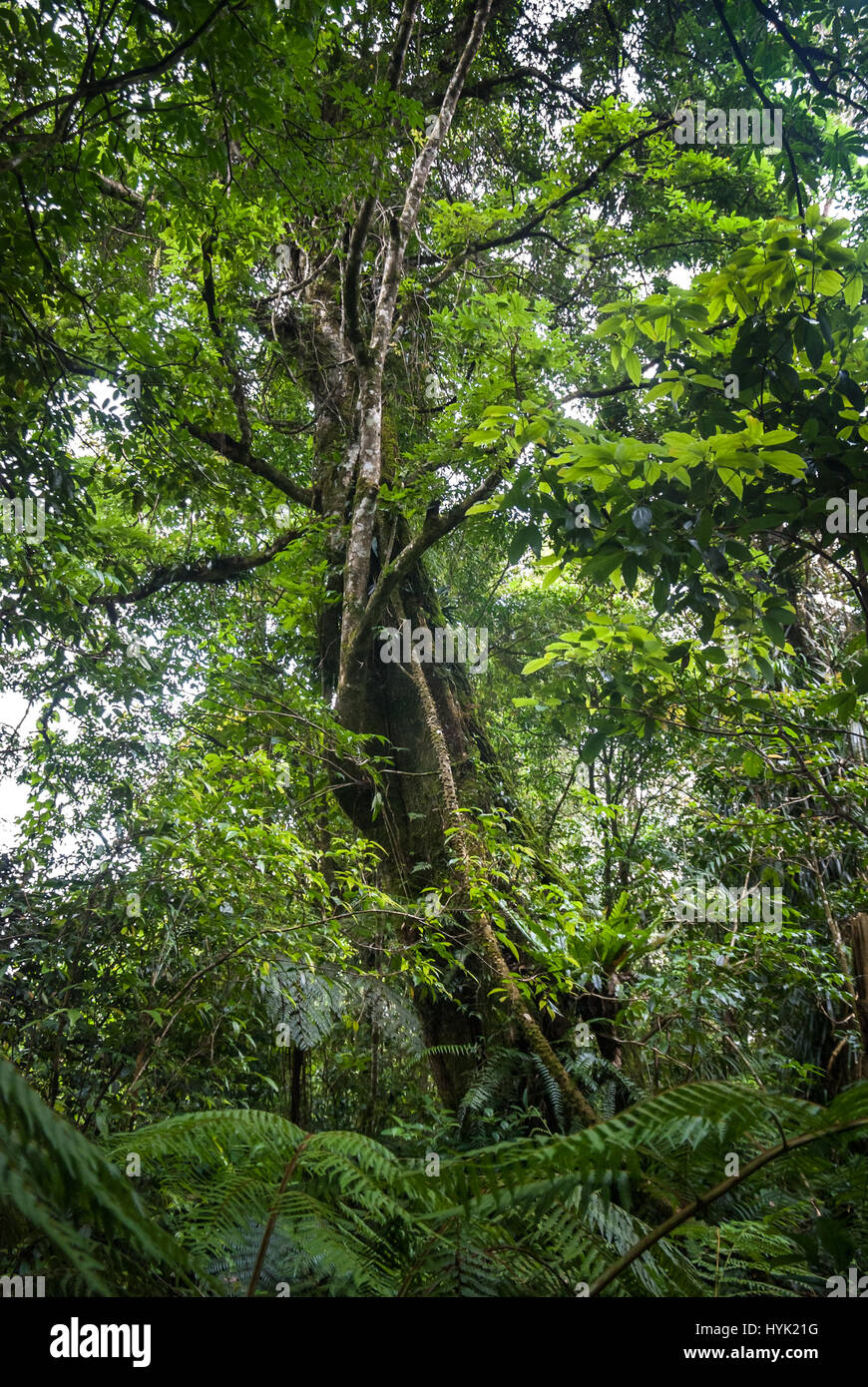A tall tree in tropical, submontane rainforest Stock Photo Alamy