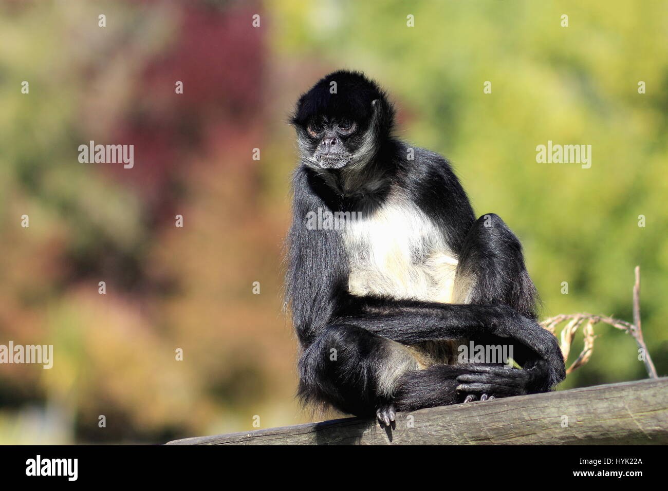 The white-bellied spider monkey (Ateles belzebuth) - Orana Wildlife