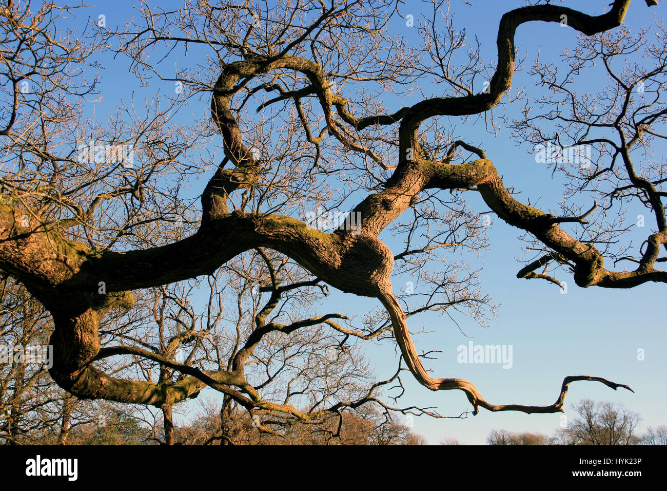 Ancient Oak Tree branches. Twisted branches against a blue sky. Stock Photo