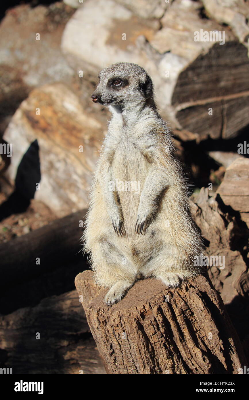 The meerkat or suricate (Suricata suricatta) is a small carnivoran  belonging to the mongoose family - Orana Wildlife Park, Christchurch, New Zealand Stock Photo