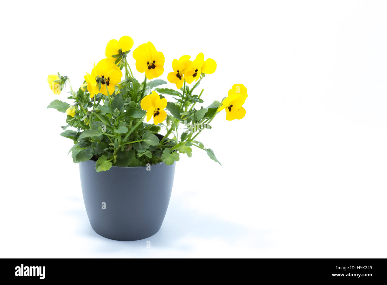 Horned Violet, Yellow Viola, Cornuta planted in a grey pot and isolated in white studio background Stock Photo