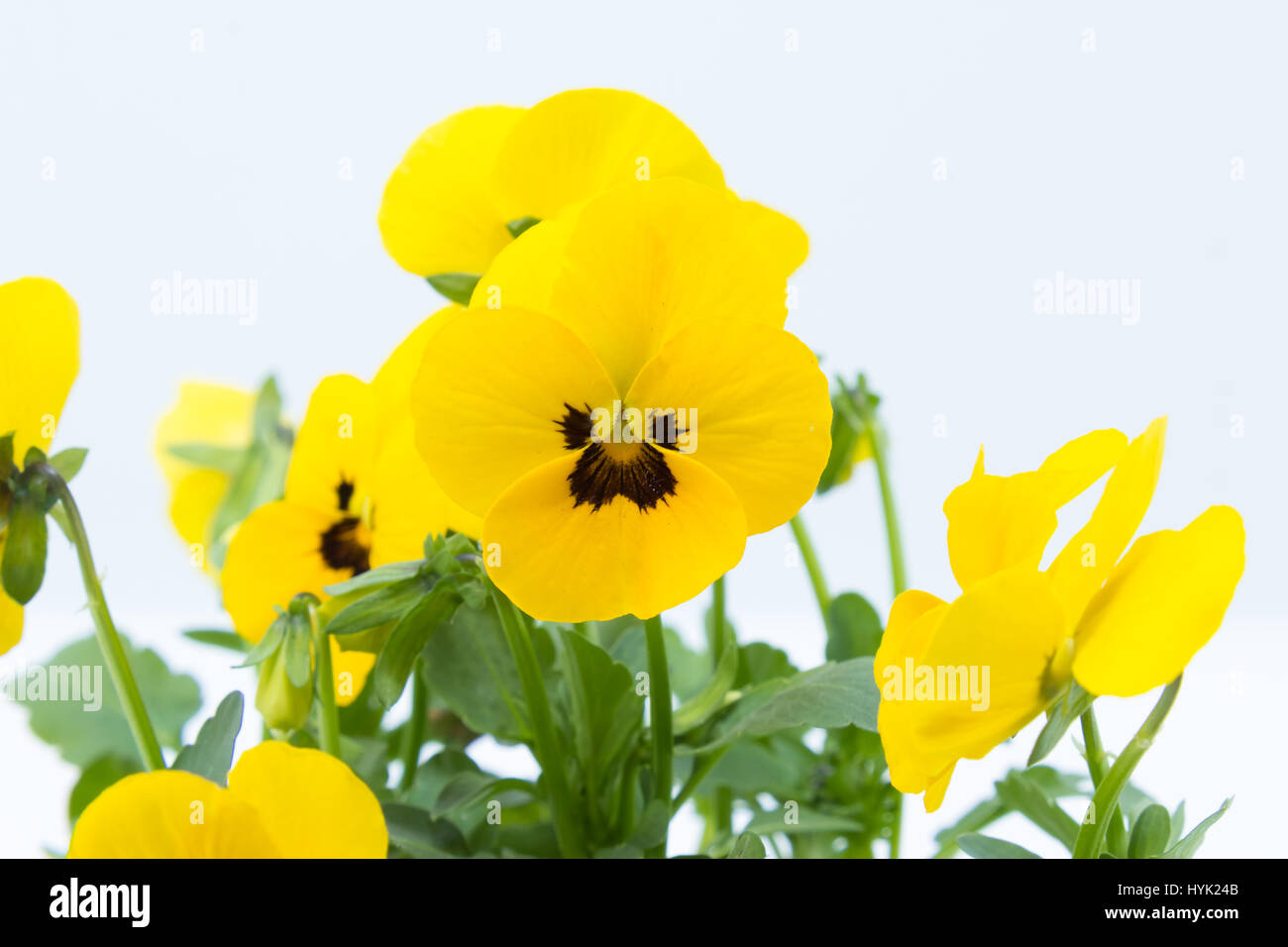 Horned Violet, Yellow Viola planted in a grey pot and isolated in white studio background - close Stock Photo
