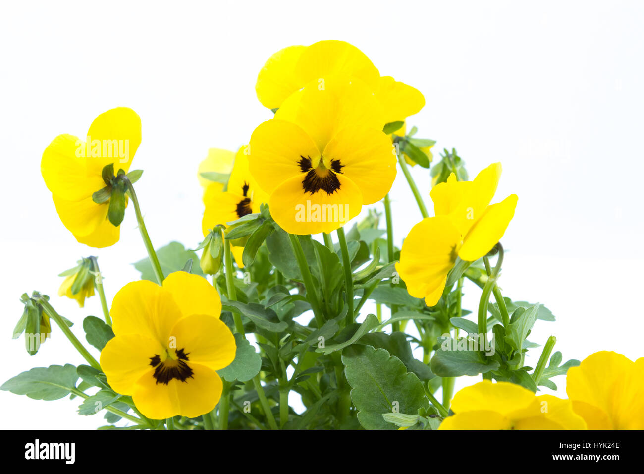 Easter traditional Yellow Viola planted in a grey pot and isolated in white studio background - close Stock Photo