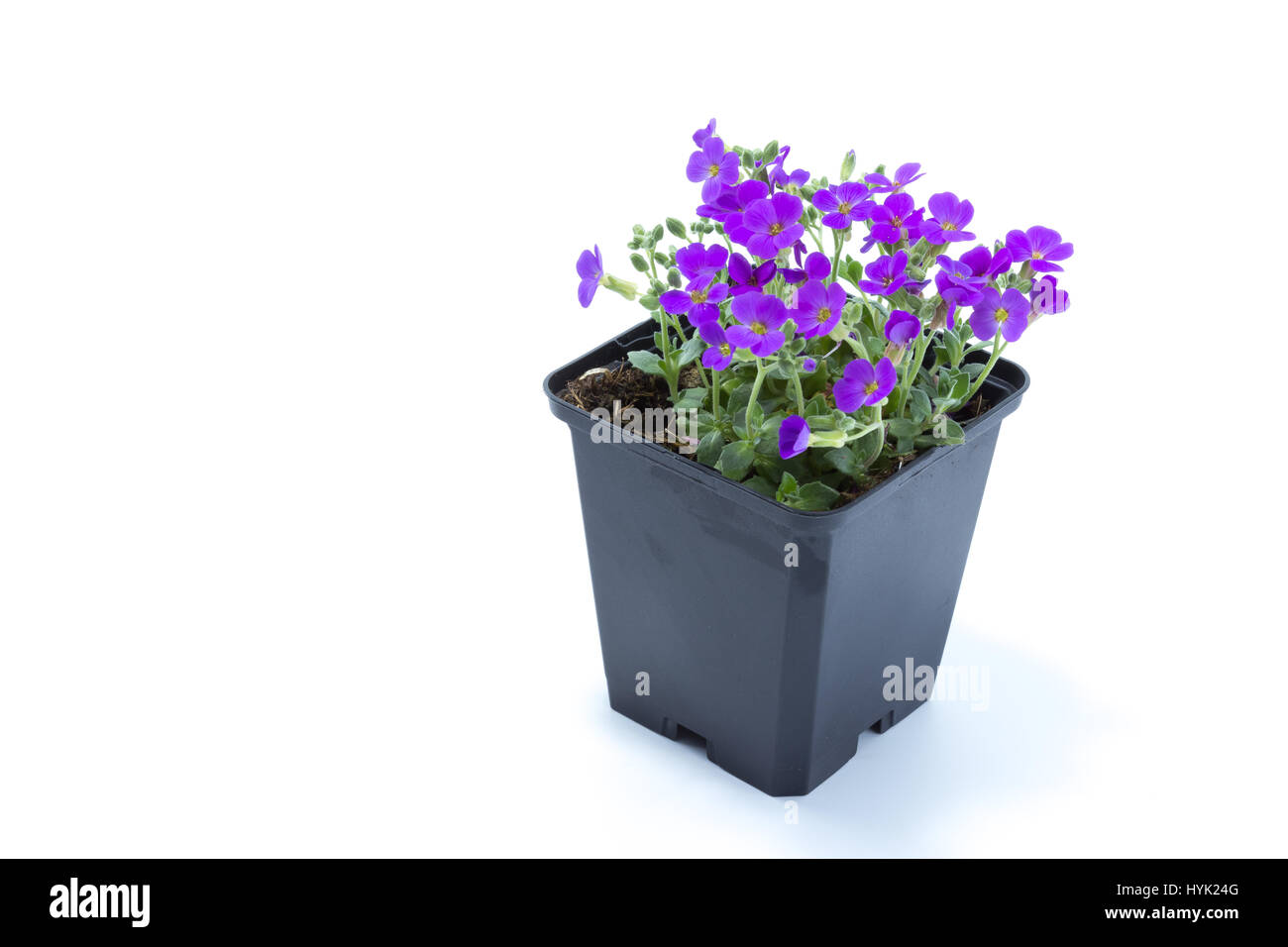 Aubrieta home cultivated with purple flowers in a dark black pot Stock Photo