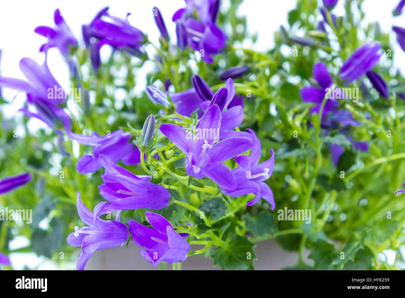 Close on a Campanula Addenda or bellflowers isolated on white background Stock Photo