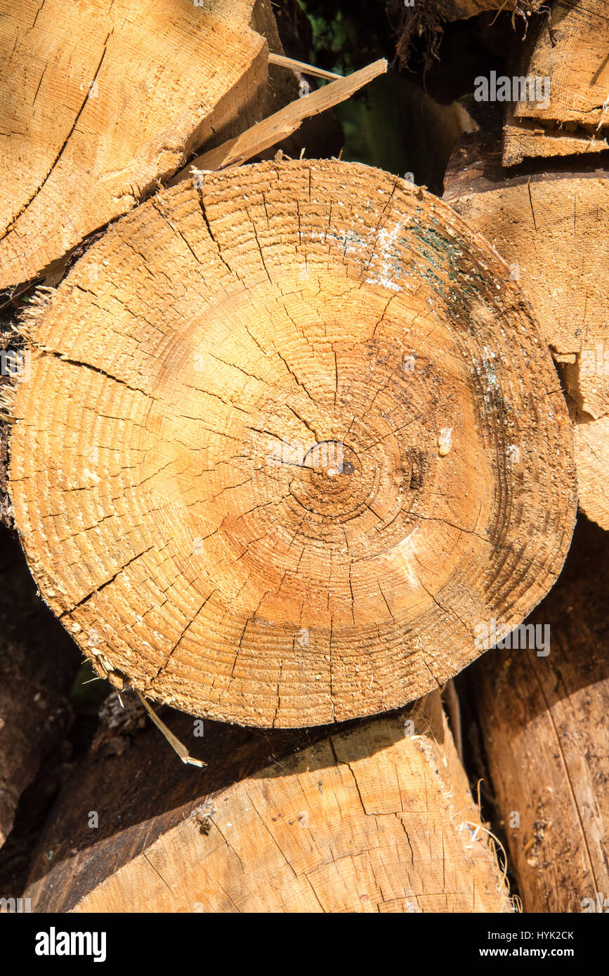 stacked firewood of spruce in the forest Stock Photo Alamy