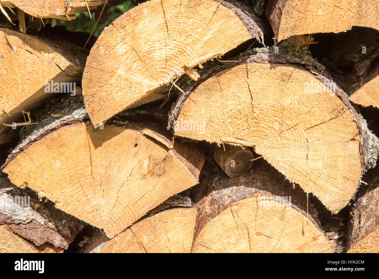 stacked firewood of spruce in the forest Stock Photo Alamy