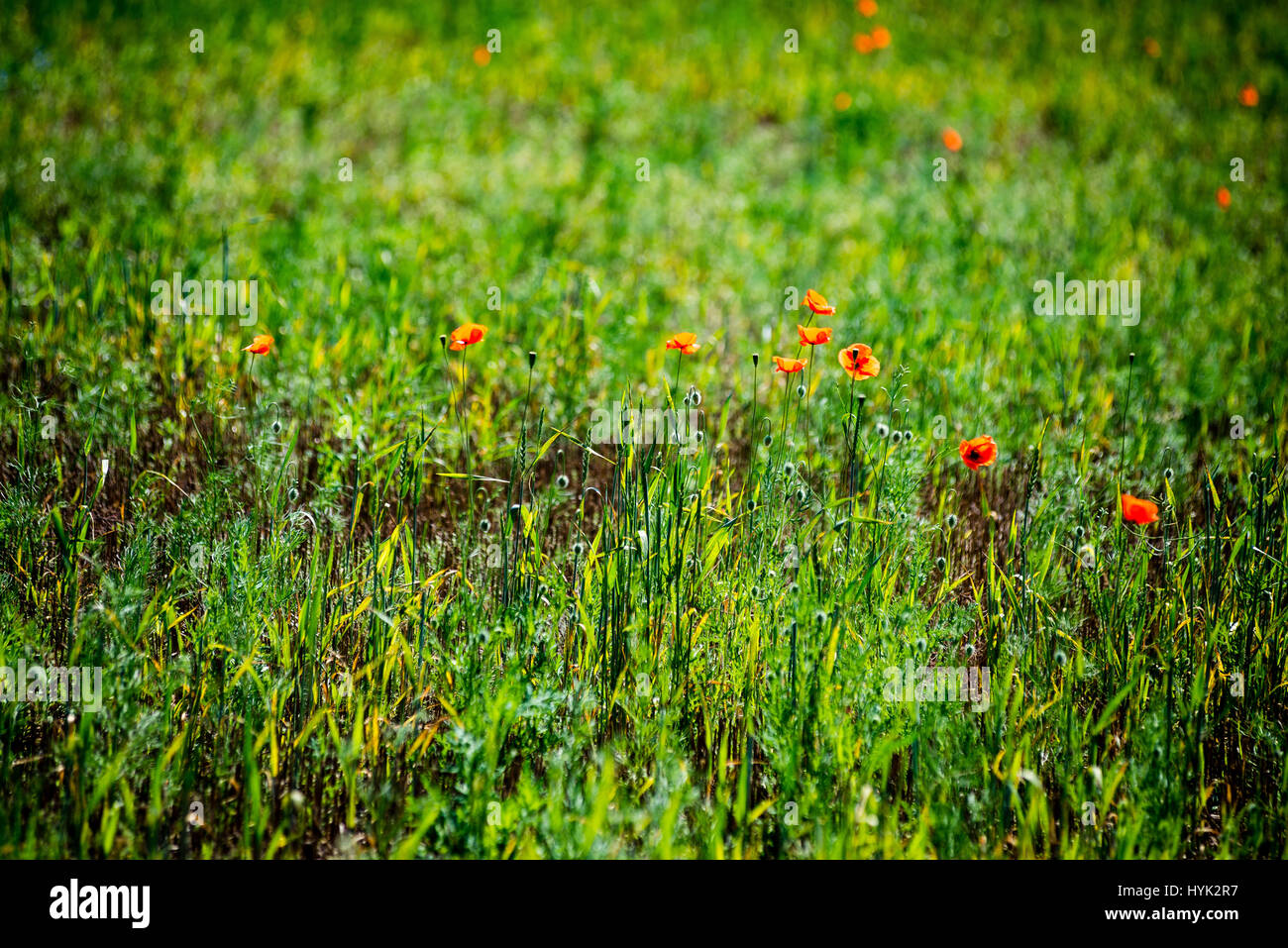 sunny meadow with flowers and green grass in summer at countryside ...