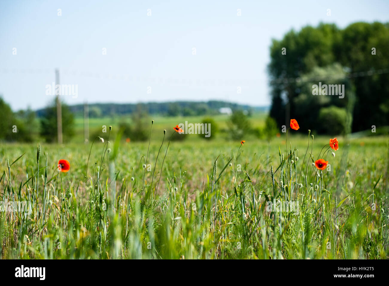sunny meadow with flowers and green grass in summer at countryside ...