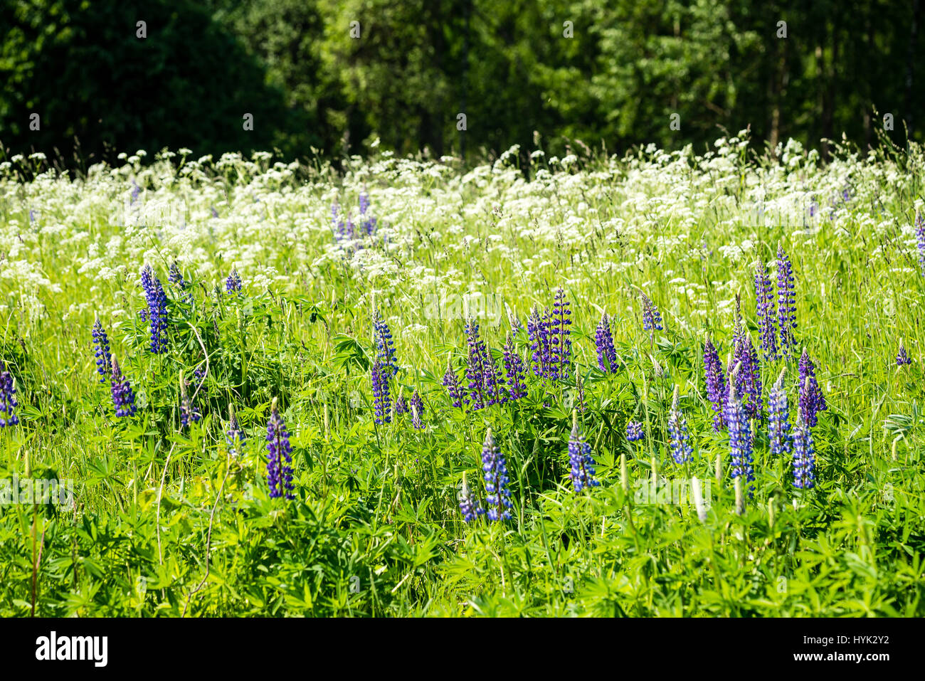 sunny meadow with flowers and green grass in summer at countryside ...