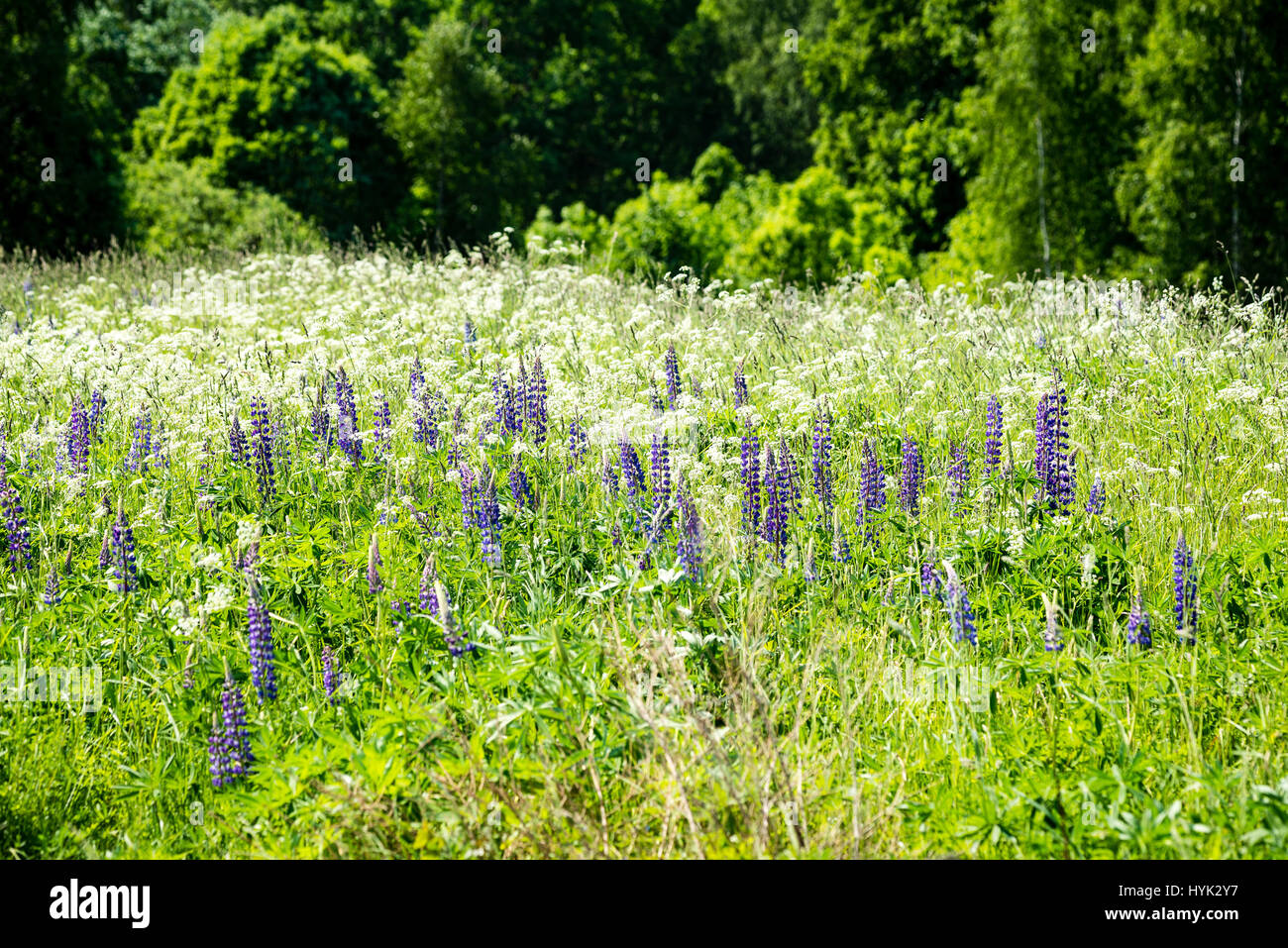 sunny meadow with flowers and green grass in summer at countryside ...
