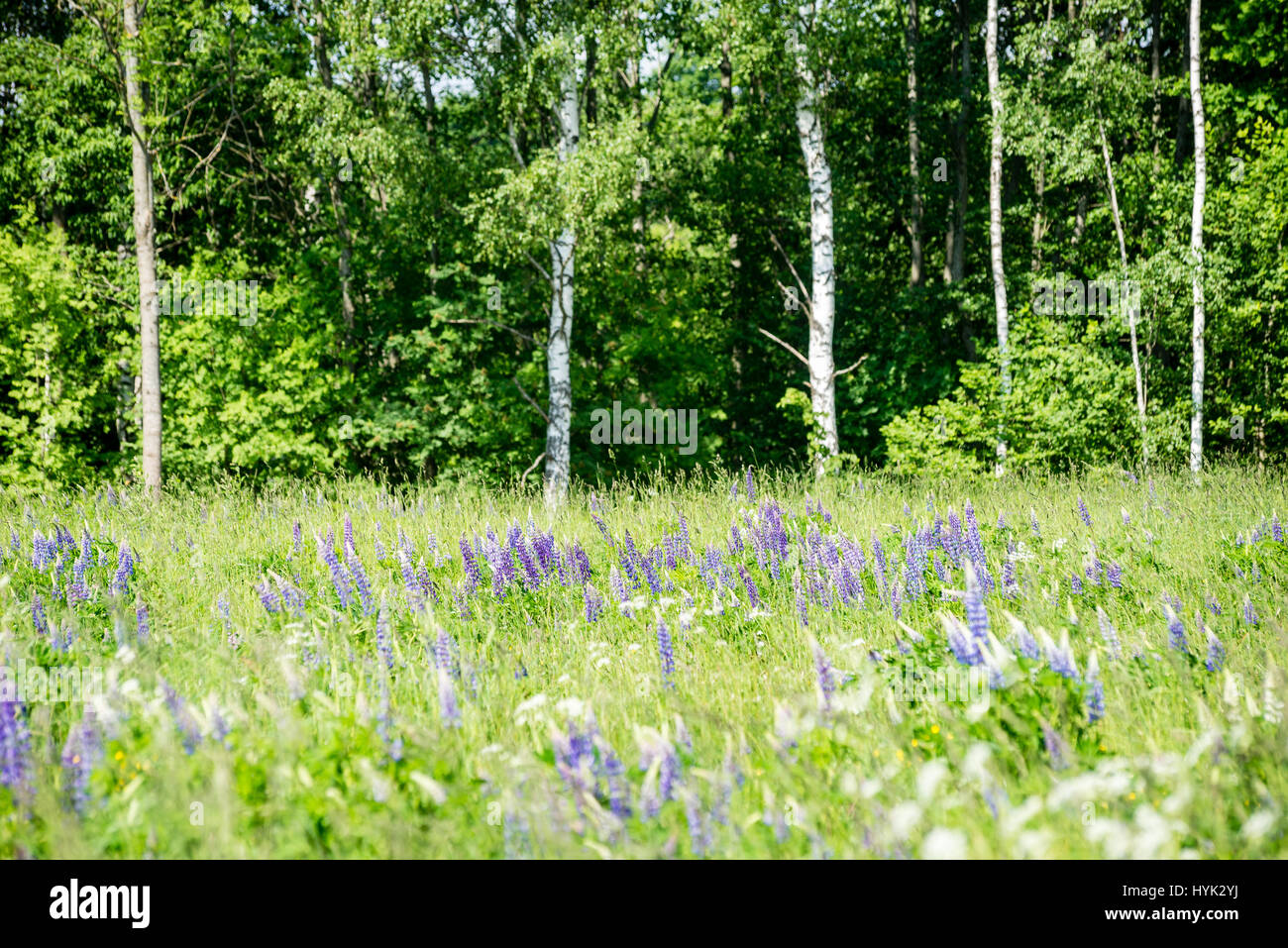 sunny meadow with flowers and green grass in summer at countryside ...