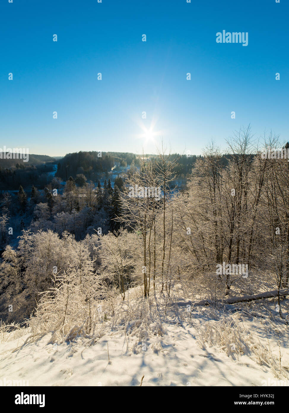 snowy winter forest landscape with snow covered trees and blue sky ...