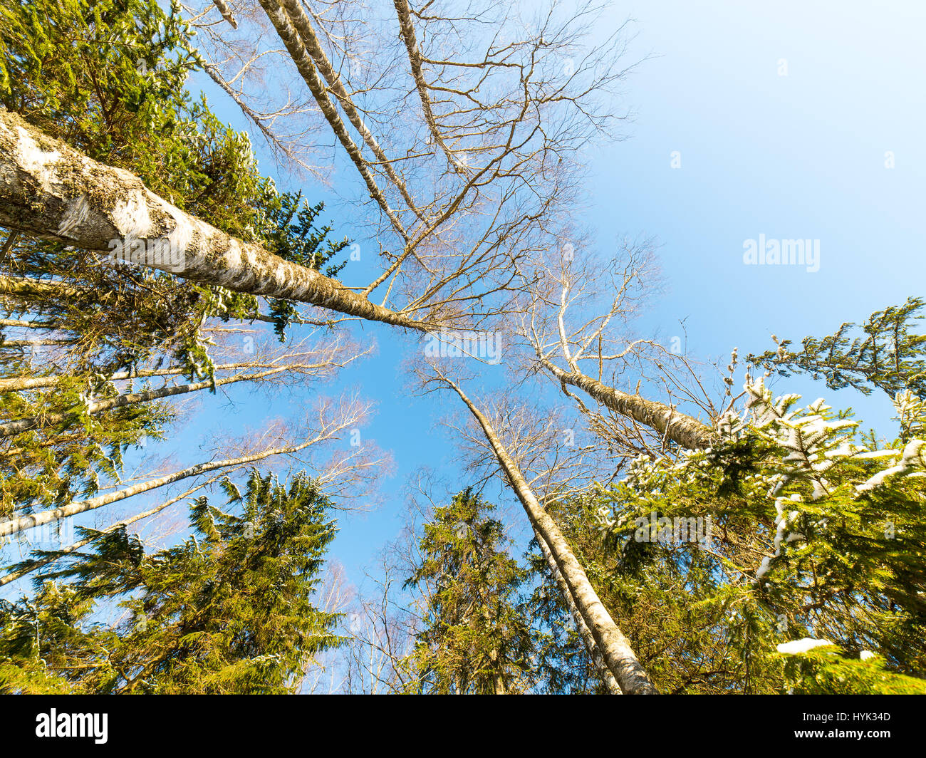snowy winter trees on bright blue sky background Stock Photo - Alamy