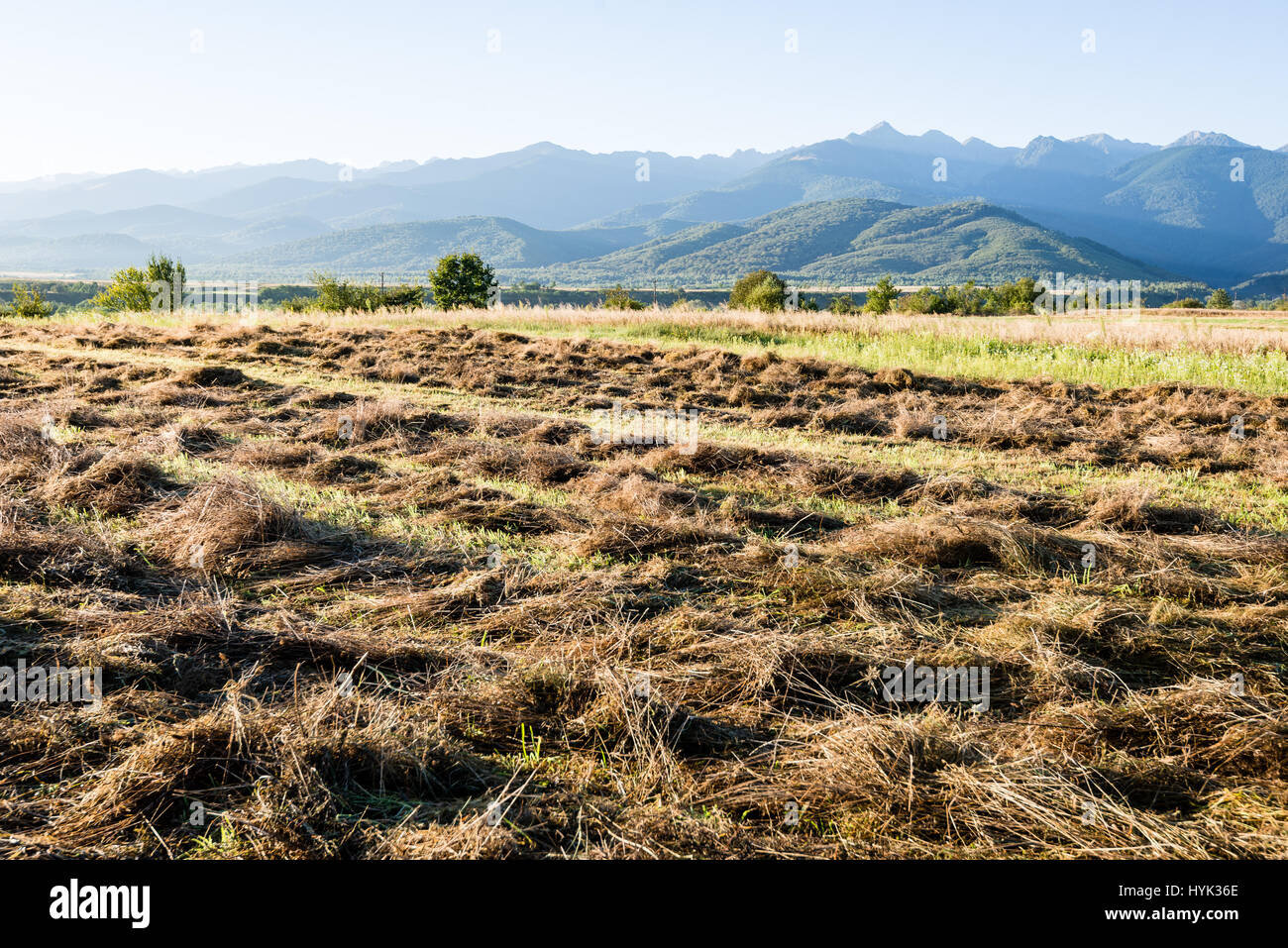 sunny meadow with flowers and green grass in summer at countryside ...