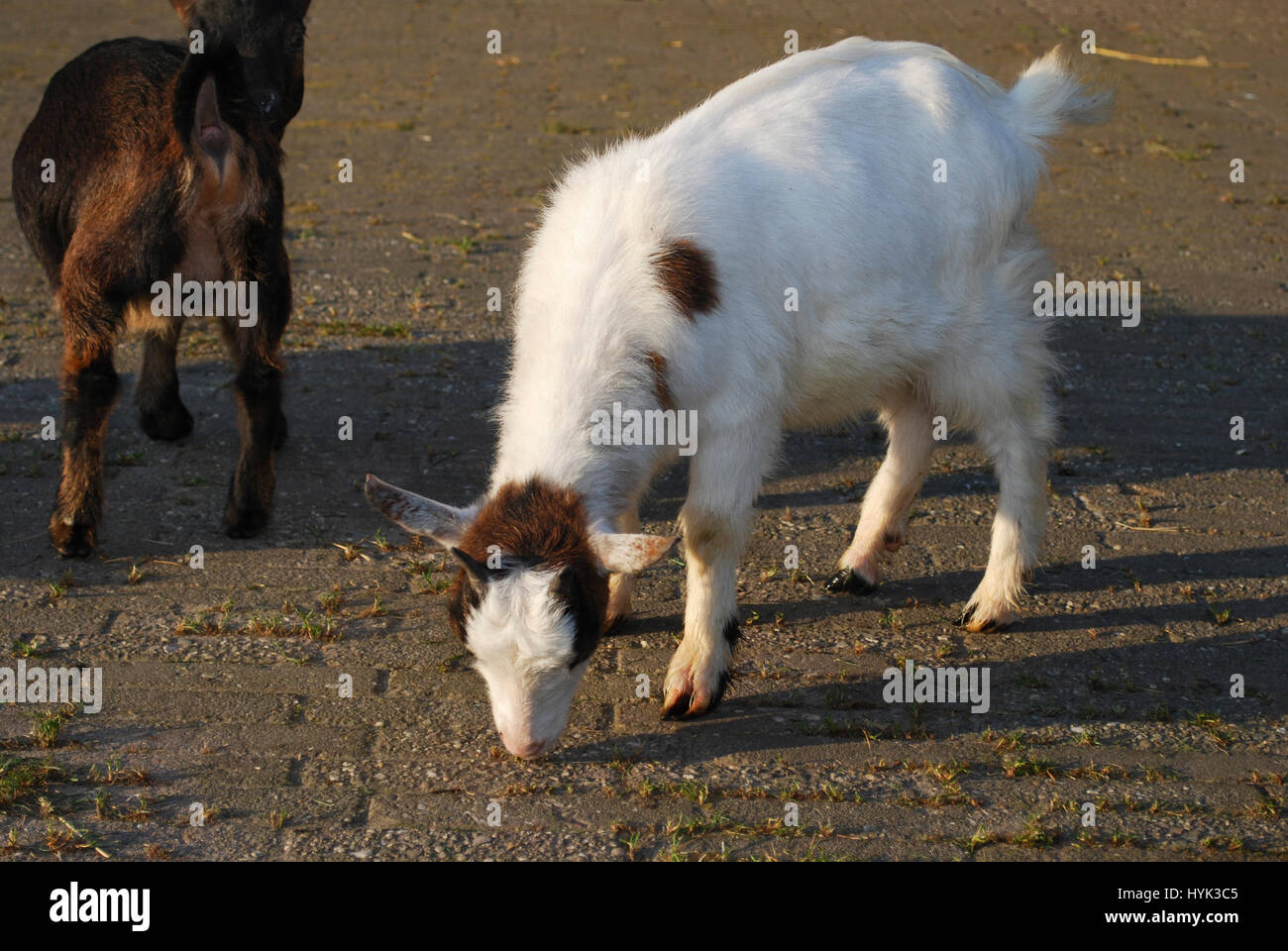 Goat grazing in a meadow Stock Photo - Alamy