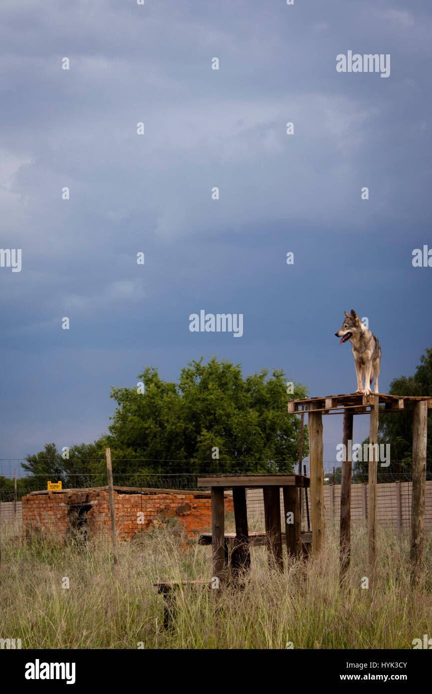 Wolf dog in SouthAfrica Stock Photo Alamy