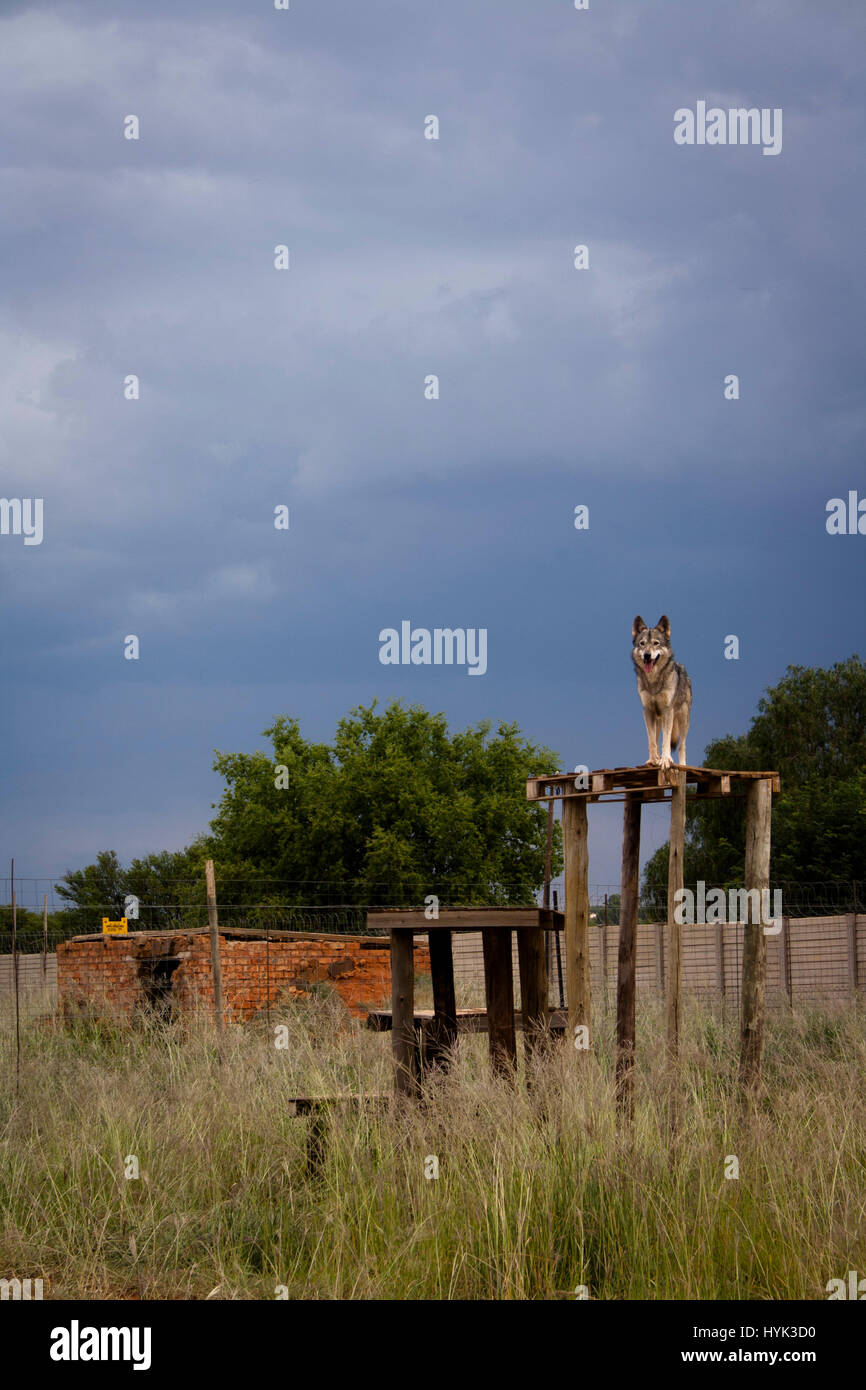 Wolf dog in SouthAfrica Stock Photo Alamy