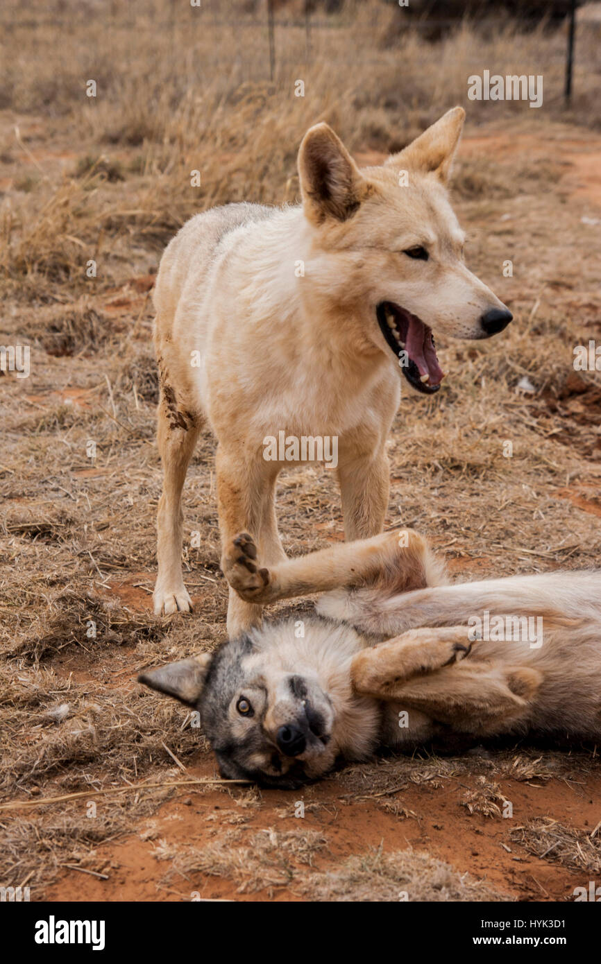 Wolf dog in SouthAfrica Stock Photo Alamy