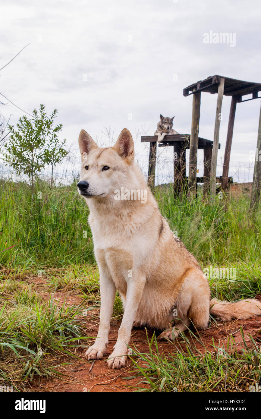 Wolf dog in SouthAfrica Stock Photo Alamy