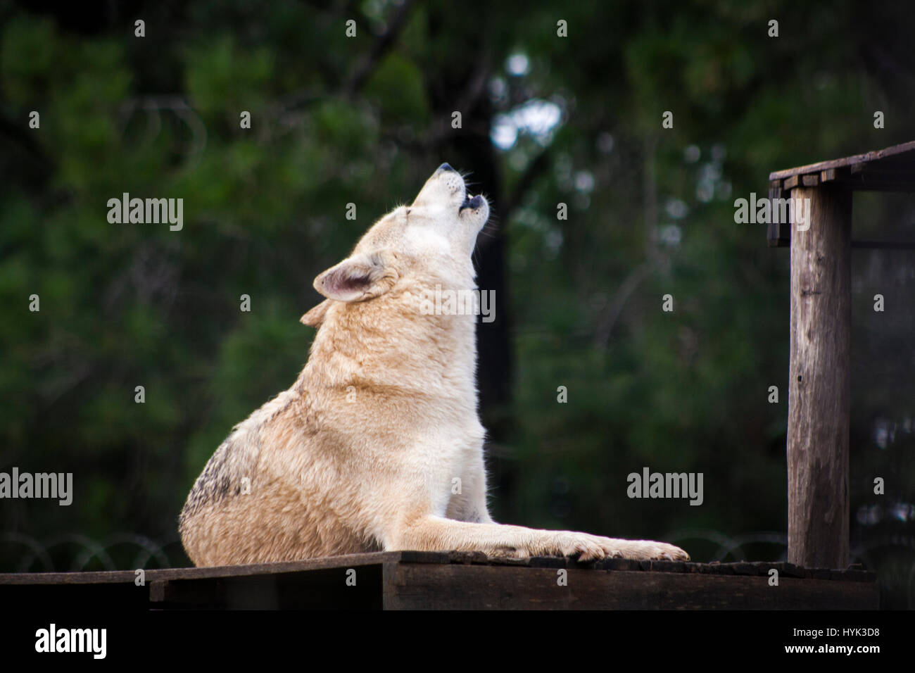 Wolf dog in SouthAfrica Stock Photo Alamy