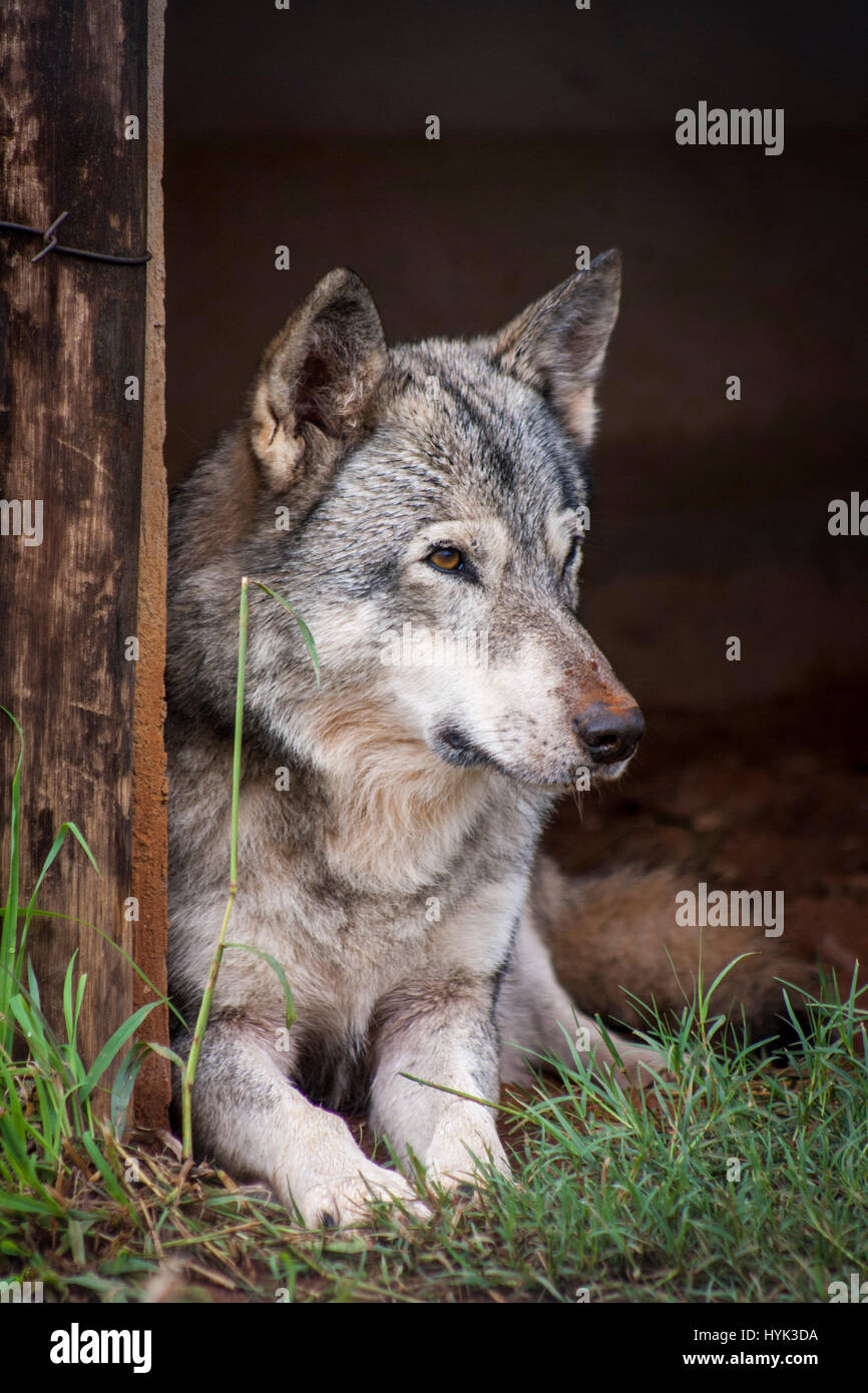 Wolf dog in SouthAfrica Stock Photo Alamy