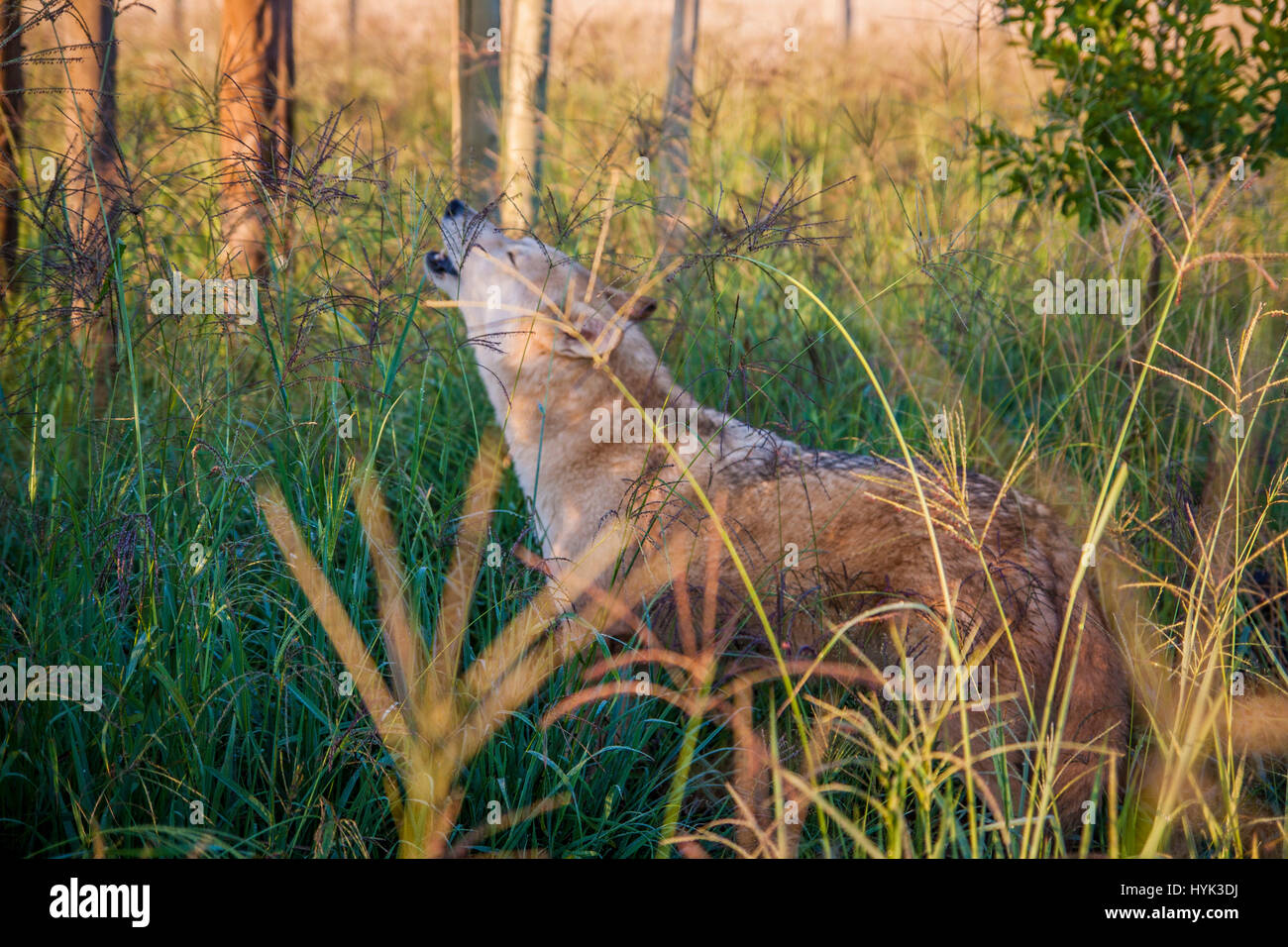 Wolf dog in SouthAfrica Stock Photo Alamy
