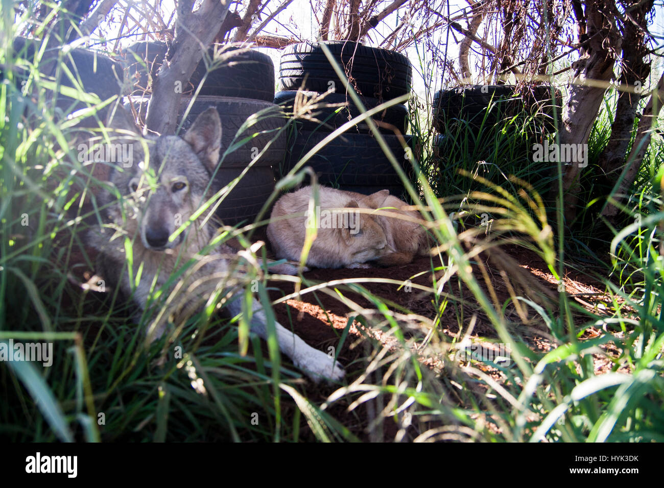 Wolf dog in SouthAfrica Stock Photo Alamy