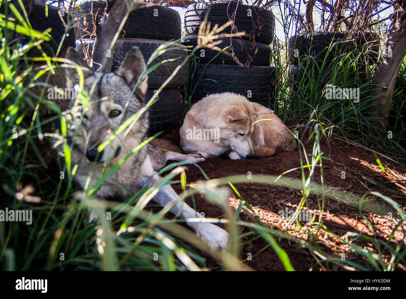 Wolf dog in SouthAfrica Stock Photo Alamy