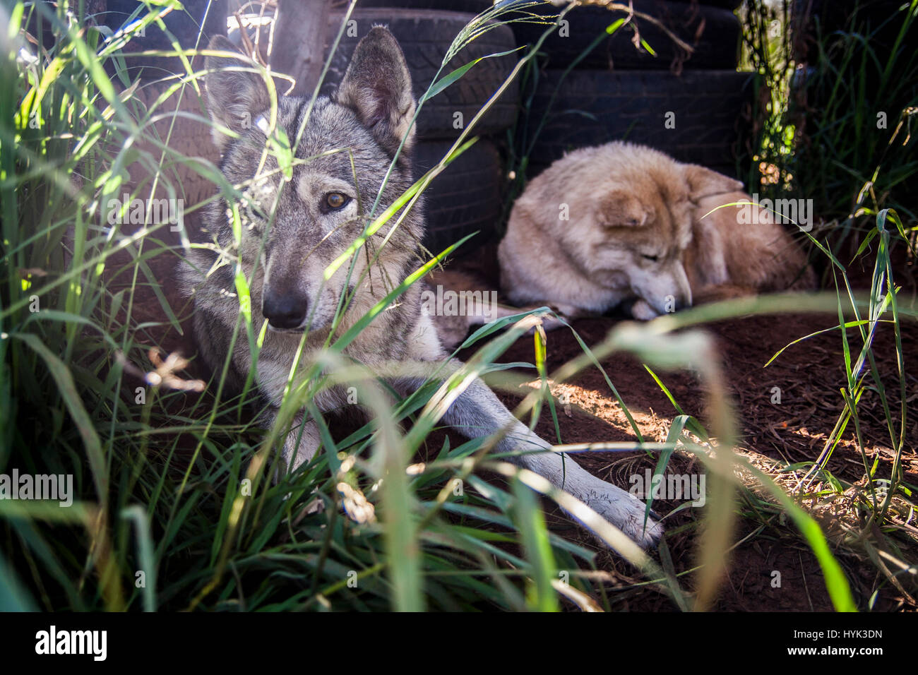 Wolf dog in SouthAfrica Stock Photo Alamy