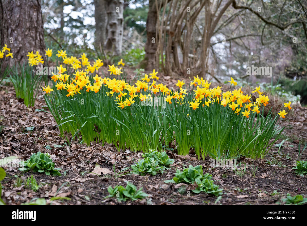Collection of daffodils growing in the woods in Victoria, BC, Canada in