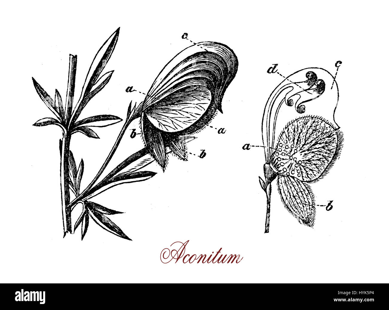 XIX century engraving of Aconitum flowering perennial plant extremely poisonous with palmated leaves, blue or purple flowers and fruits as capsules with seeds.Several species of Aconitum have been used as arrow poisons. Stock Photo
