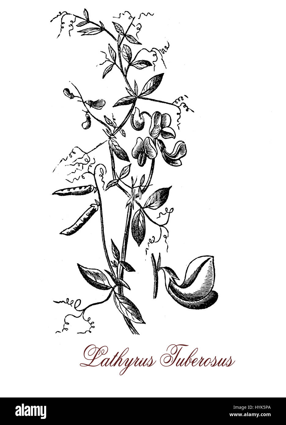 botanical vintage engraving of tuberous pea, perennial plant with edible roots, the inflorescence has from 2 to 7 pink-red flowers Stock Photo