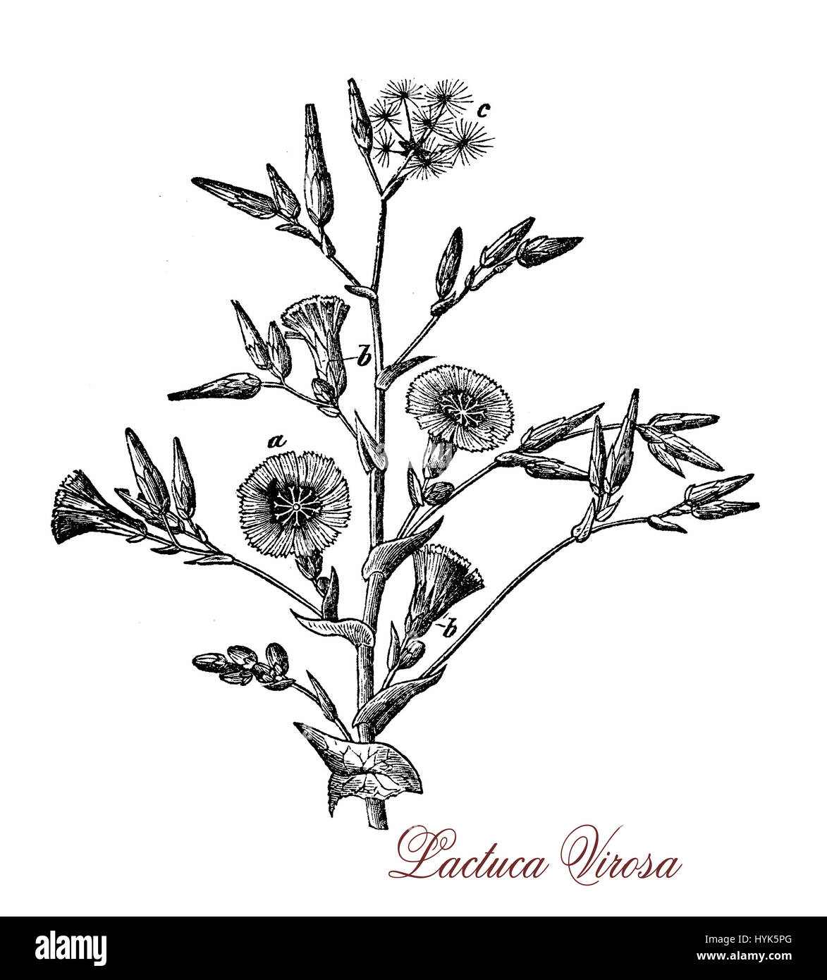 Botanical XIX century engraving of Lactuca virosa or wild lettuce, plant of the lactuca genus used in the 19th century by physicians for its hypnotic and sedative effects when opium could not be obtained Stock Photo