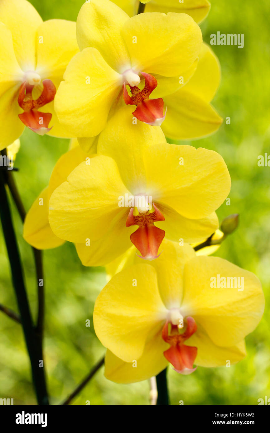 Phalaenopsis. Yellow flower Stock Photo - Alamy