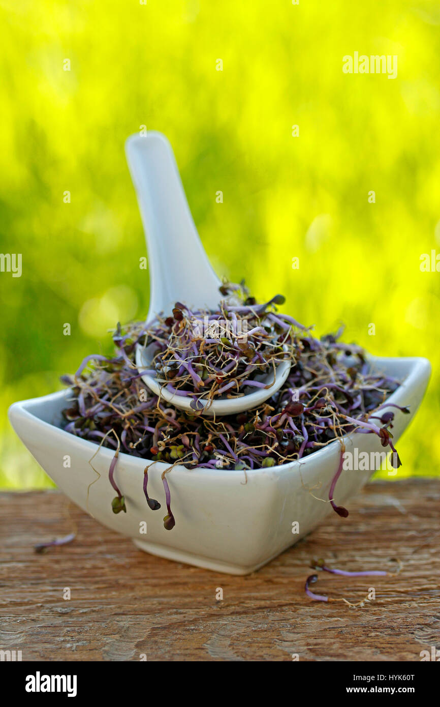 Red cabbage sprouts Stock Photo Alamy