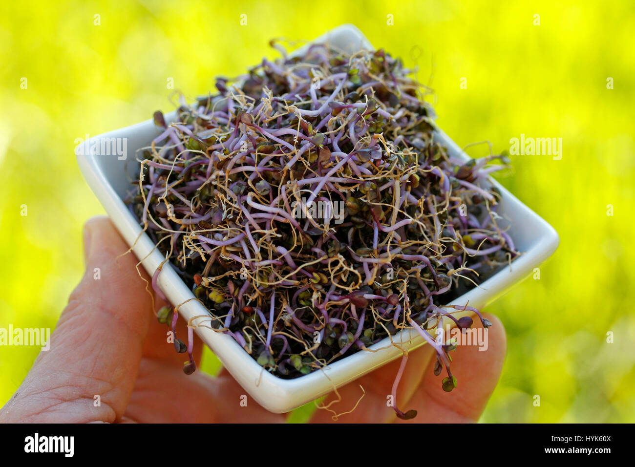 Red cabbage sprouts Stock Photo Alamy