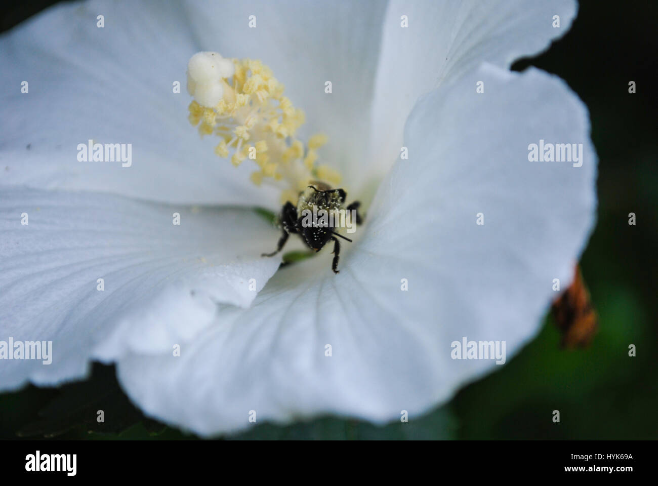 Bumble Bee Covered in Pollen Stock Photo - Alamy