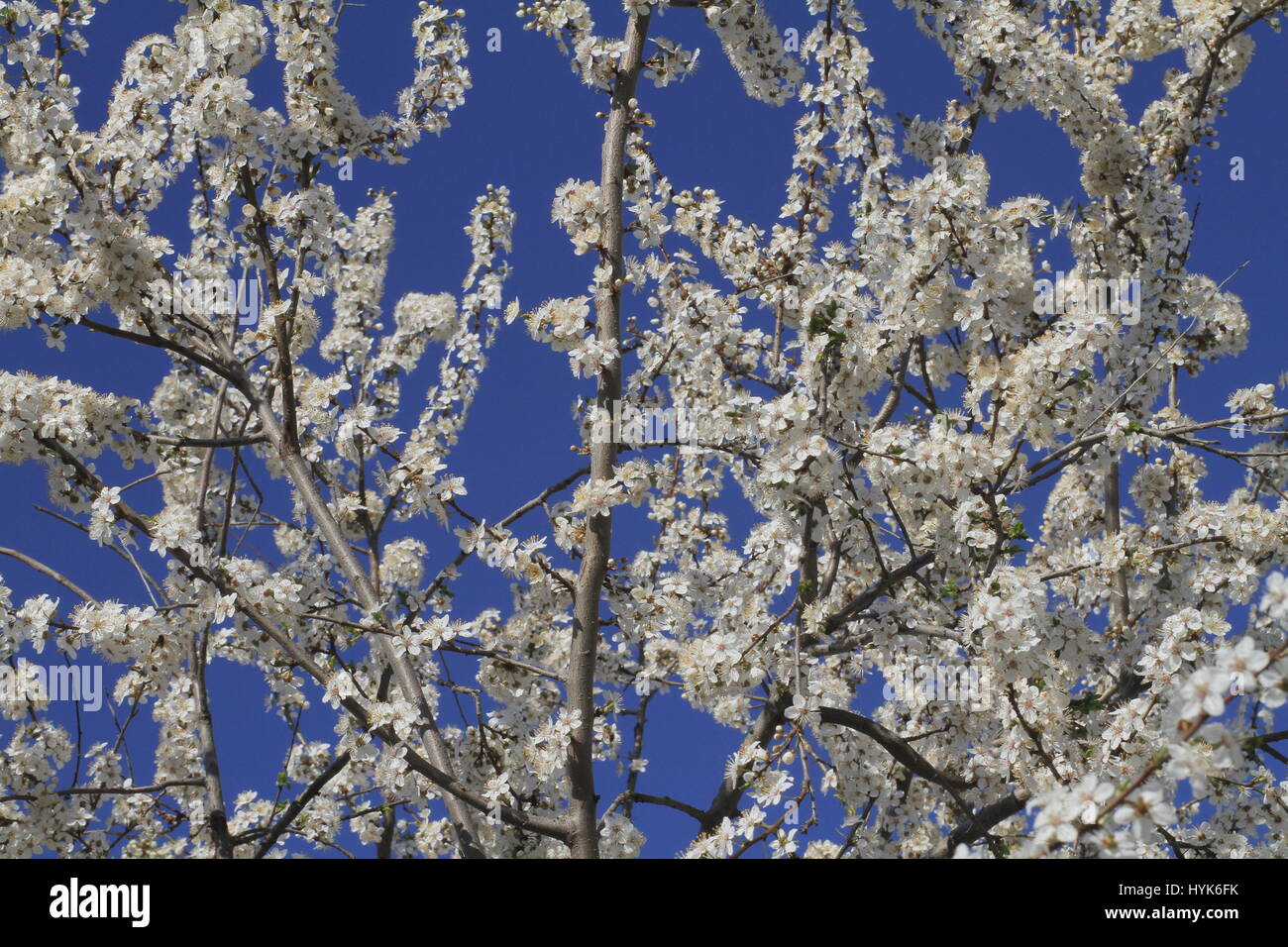 flowering cherry tree background against a blue sky Stock Photo
